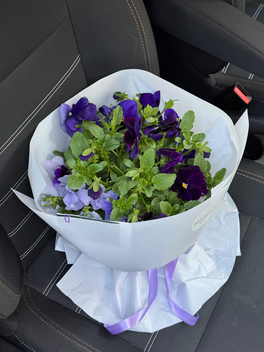 Plant-amo (planta como ramo) violas